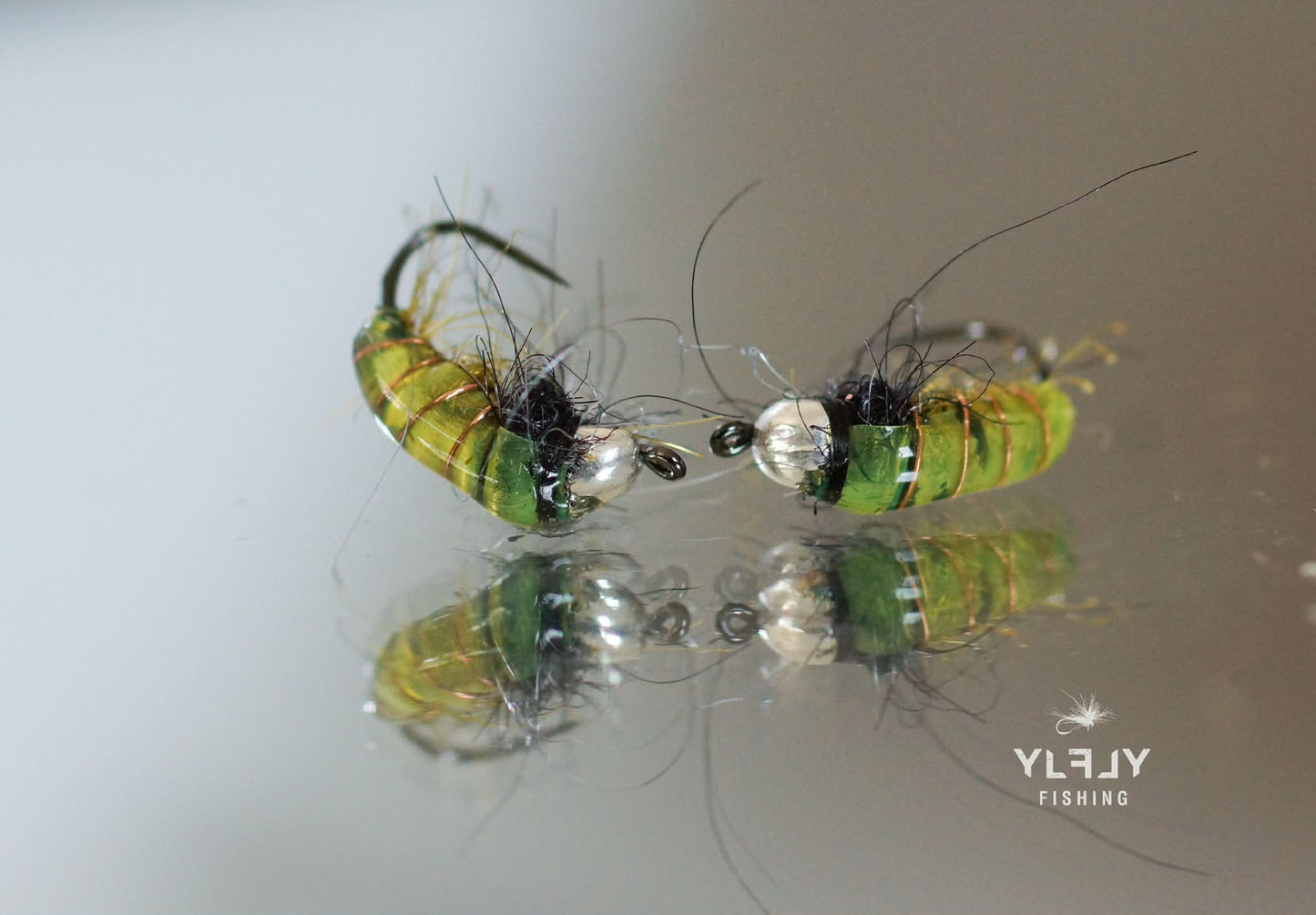 Larve d'Hydropsyche