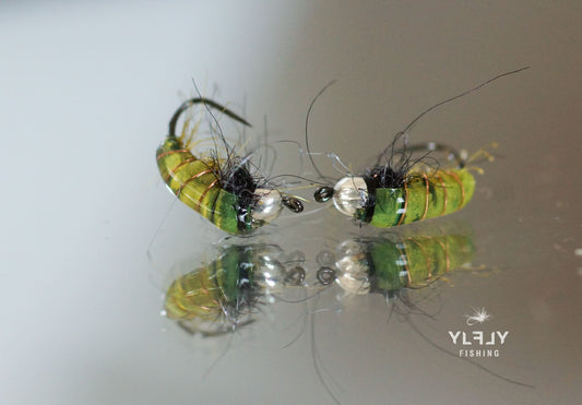 Larve d'Hydropsyche