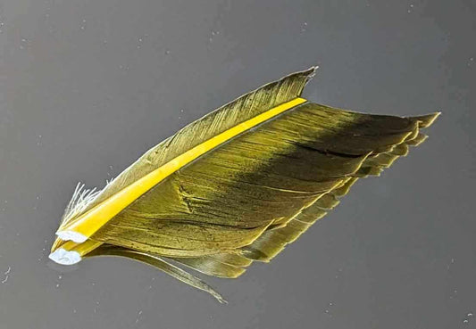 Quill d'Oie Jaune Olive (Aux plumes D'Or Elle)