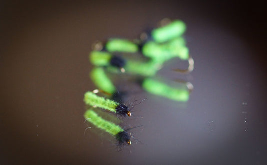 Chenille de Saule sèche