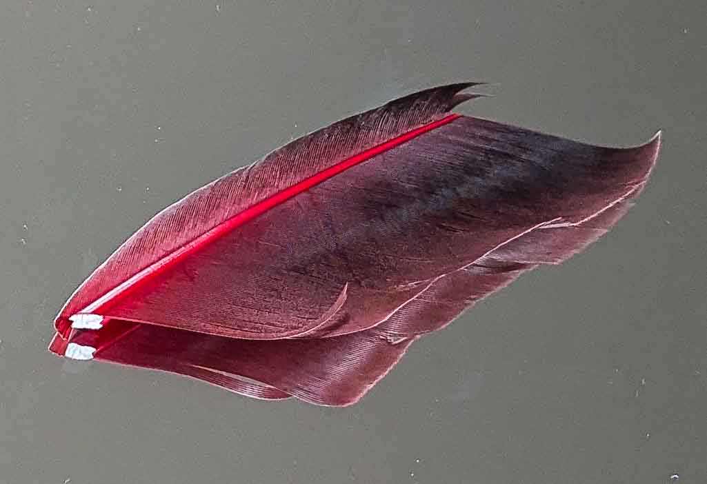 Quill d'Oie Rouge (Aux plumes D'Or Elle)