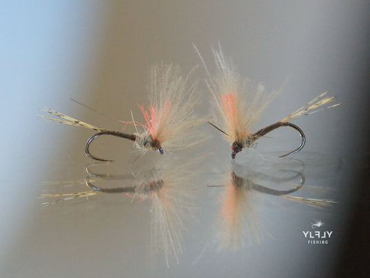 La V-Brown ( corps marron bi aile)