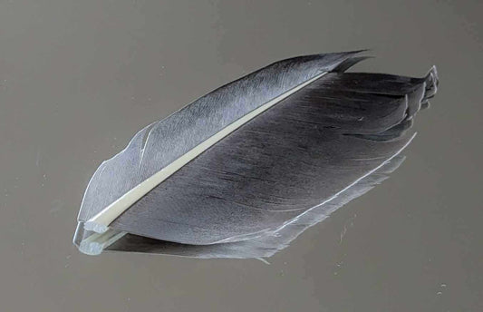 Quill d'Oie Gris (Aux plumes D'Or Elle)