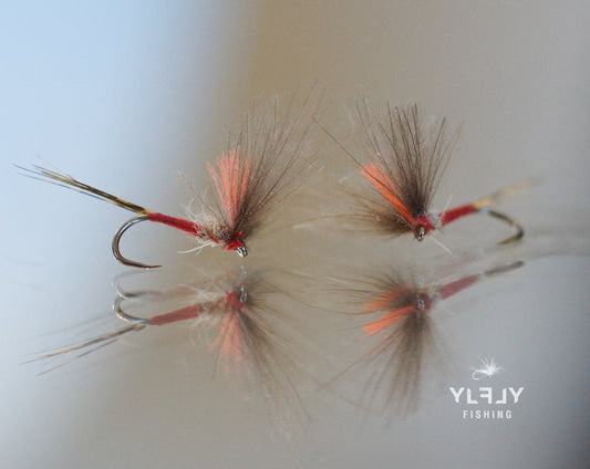 La V-Ignita ( ailes en V corps rouge type ignita)